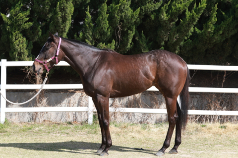 루나Stakes 출전마 - 트윈레인보우