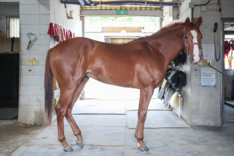 국산 3세 암말 ‘여왕의 왕관’ 쟁탈전, 루나스테이크스 5일 개최
