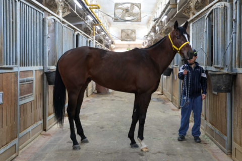 루나Stakes 출전마 - 라온피날레