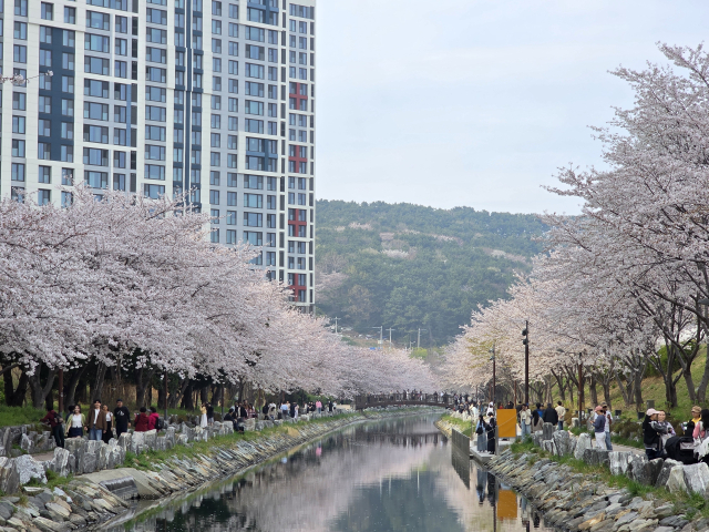 벚꽃이 만개한 주말을 맞이해 부산 지역 곳곳이 분홍빛 축제로 물들었다. 사진은 지난 3일 진행된 영도구 구룡마을 벚꽃축제 모습. 김재량 기자 ryang@