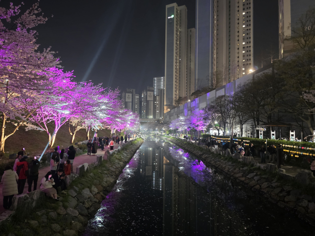 벚꽃이 만개한 주말을 맞이해 부산 지역 곳곳이 분홍빛 축제로 물들었다. 사진은 지난 3일 진행된 영도구 구룡마을 벚꽃축제 모습. 김재량 기자 ryang@