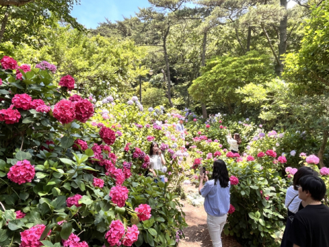 지난해 수국꽃문화축제 현장 전경.