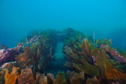 한국수산자원공단 제주본부, 제주권역 수산자원 서식공간 확대 추진