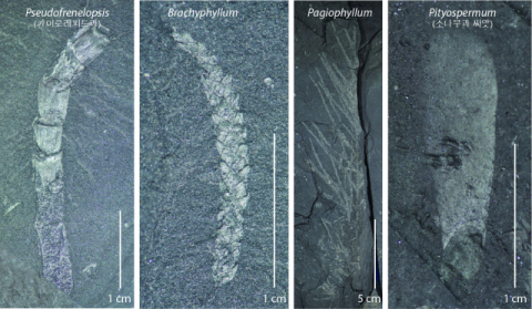 “1억 1000만년 전 한반도 남부는 사바나” 화석 분석으로 파악