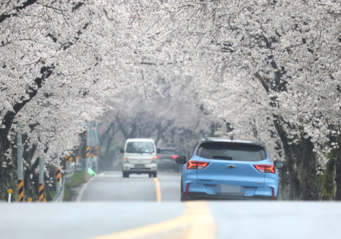 [포토뉴스] “아직 벚꽃 엔딩 아닙니다”