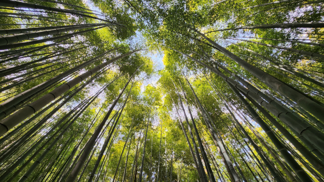400년 전부터 남평 문씨 일가가 9대째 가꿔온 부산 기장군 아홉산숲. 맹종죽으로 조성된 만평대숲의 대나무들이 하늘을 빼곡히 메우고 있어 장관이다.