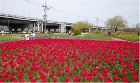 화명생태공원 튤립 7만 송이 ‘활짝’
