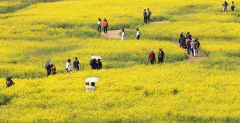 [포토뉴스] 대저생태공원, 샛노란 유채꽃 물결