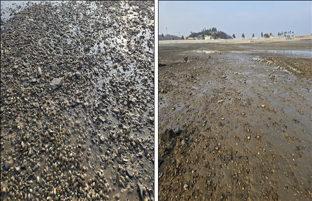서산시 천수만 여름 고수온으로 인한 바지락어장 폐사 사진(2024년). 어촌어항공단 제공