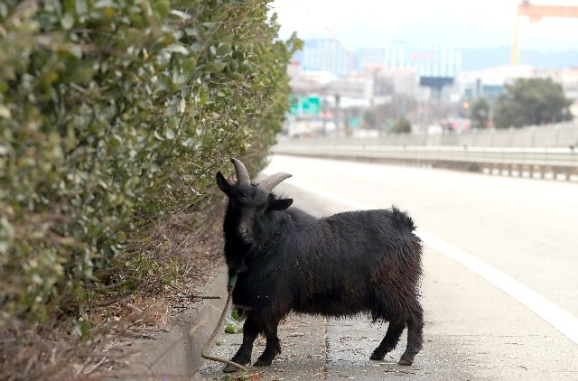 경남 고성군 한 농가의 흑염소. 연합뉴스