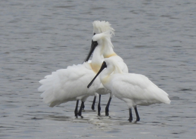 지난 18일 고성군 마동호 습지에서 멸종위기 야생생물 I 급인 저어새 무리가 먹이 활동을 하는 모습이 포착됐다. 고성군 제공