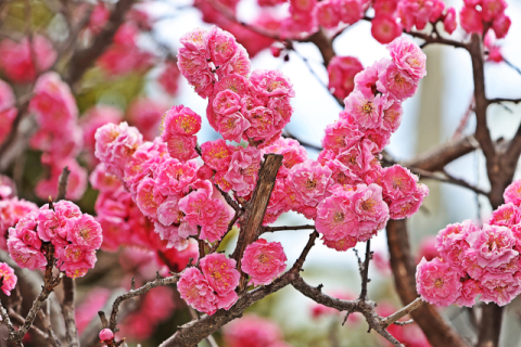“정체성 강화” “행정력 낭비” 상징 꽃 교체 ‘설왕설래’ 
