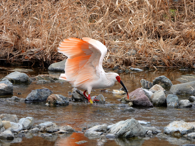 오른쪽 위부터 시계방향으로 따오기의 고향 창녕 우포늪에 야생 방사된 따오기가 먹이 활동을 벌이고 있는 모습. 창녕군청 제공·김진성 기자