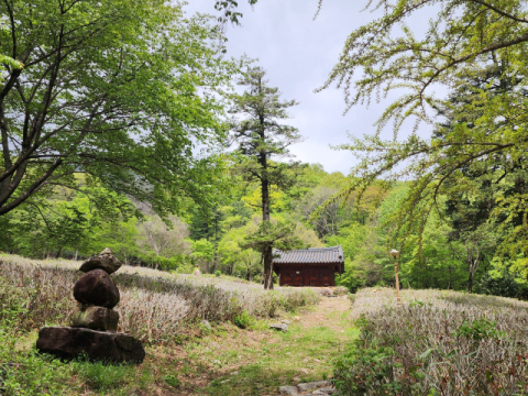 선암사의 야생 차밭.
