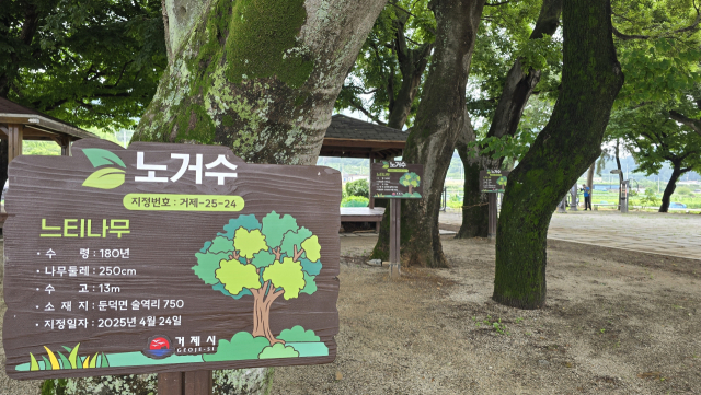 거제시 둔덕면 술역리 내평숲 노거수. 세 그루 모두 느티나무로 안내돼 있지만 실제 수종은 팽나무다. 김민진 기자