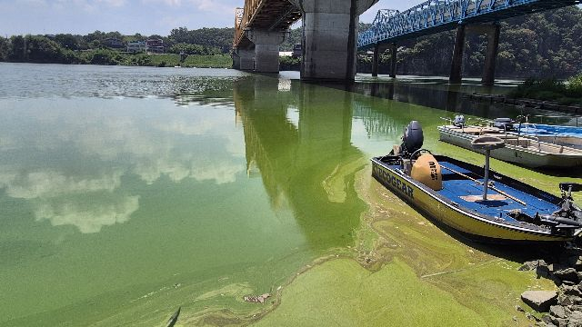 지난 3일 낙동강 창녕함안보 상류인 경남 창녕군 남지읍 남지철교 주변의 풍경. 낙동강의 녹조 현상이 두드러져 보인다. 낙동강네트워크 제공