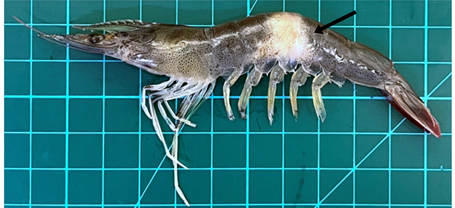 담셀라 아종 담셀라(damselae subsp. damselae) SNUABM-JN1 감염 후 주사 부위에서 나타난 흰다리새우 근육 백화. 서울대 제공