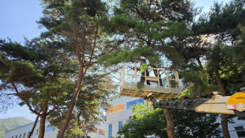 추모공원 봉안당 소나무 전정작업 모습. 부산시설공단 제공