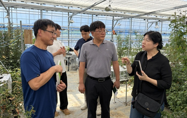 한국농수산식품유통공사(aT) 관계자가 농촌진흥청과 함께 충북 진천의 장미 재배농가에서 ‘기후변화 대응 화훼류 고품질 생산자 육성 현장 컨설팅’을 진행하고 있다. aT 제공