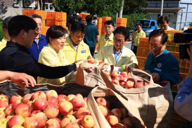 송미령 농식품부 장관이 경북 안동의 대경사과원예농협 산지유통센터(APC)를 찾아 사과를 살펴보고 있다. 농식품부 제공