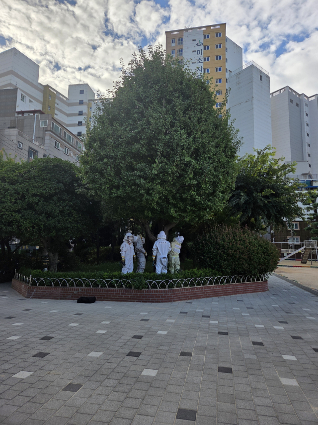 부산 서구 한 초등학교 앞에서 말벌로 추정되는 벌 쏘임 사고가 발생해 주변 행인 8명이 다쳤다. 부산소방재난본부 제공