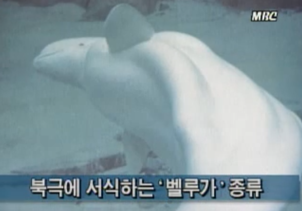 벨루가부터 북항 상어까지…부산을 찾은 기상천외한 동물 잔혹사