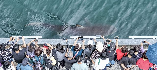 지난달 29일 오전 부산 동구 북항친수공원 수로에 12일째 머물고 있는 상어 '부캉이'에 대한 외해 유도 작업 현장을 찾은 시민들이 유영하는 부캉이를 지켜보고 있다. 김종진 기자 kjj1761@