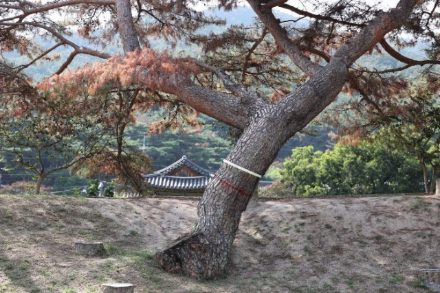 지난달 28일 경북 경주시 남산 인근 소나무재선충병 감염목에 벌목 표시가 돼 있다. 연합뉴스