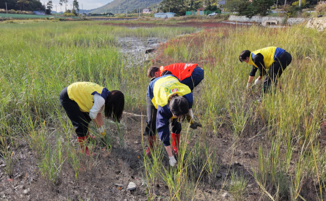 한전KPS 임직원이 진도군 임회면 남동리 갯벌에서 4개 기관 합동 갯줄풀 제거 작업을 하고 있는 모습. 한전KPS 제공